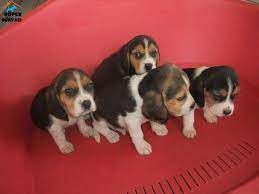 2021 satilik beagle fiyatlari panosundaki pin