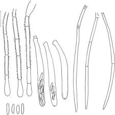 Image result for Panicum habrothrix