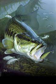Agnew Al Fish Bass Fishing Bass Fishing Pictures