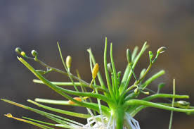 Image result for Subularia monticola