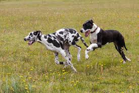 Docile e affettuoso, è un ottimo compagno che si adatta, nonostante la mole, anche alla vita d'appartamento. Razze Canine Ideali Per La Vita In Appartamento I Miei Animali