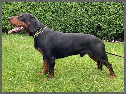 Image result for slovenský kopov