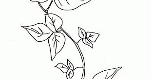 Pamela isley aka poison ivy is one of batman's enemies. Raskraska Rasteniya Poison Ivy Plant Drawing Viewing Gallery Yandeximages Poison Ivy Plant Plant Coloring Pages Poison Ivy Plants