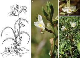 Image result for Eulophia sp. nov.