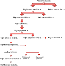 Anatomical Principles Of The Circulatory System Springerlink