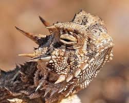 Gehoornde Padhagedis Texas Verenigde Staten Horned Lizard Lizard Reptiles And Amphibians
