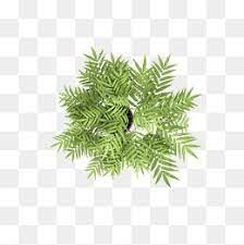 Overlooking The Tree Flower Tree Top View Poster Design Shading Plant Flowers Poster Shading Tree Overlooking Overlook Trees Top View Flowering Trees Tree Plan