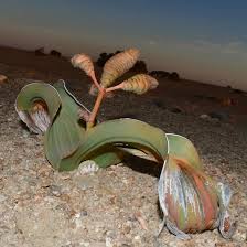 Image result for Arthraerua leubnitziae