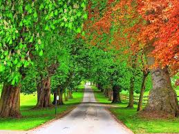 We did not find results for: Pin By E Gina R Rosales On Trees Tree Wallpaper Backgrounds Tree Desktop Wallpaper Beautiful Backgrounds