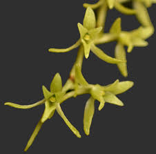 Image result for Angraecopsis amaniensis