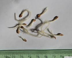 Image result for Clematis villosa