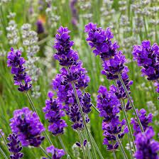 Purple flowers 'robles,' hardy in zones 6 to 10; Flowerkisser After Midnight English Lavender Lavandula High Country Gardens