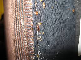 Image result for bedbugs on mattress
