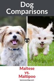 Maltese Vs Maltipoo What S The Difference Between Them Maltipoo Maltipoo Dog Dog Personality