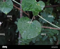 Image result for Pergularia daemia