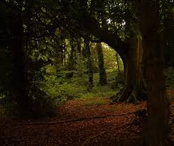 Summer Irish Woods Nature Pictures Tree Forest Visit Ireland