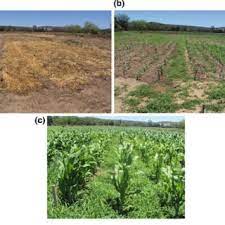Some insect pests specialize and attack only one type of plant, but others devour any growing plants in the garden. Pdf Application Of Conservation Agriculture Principles For The Management Of Field Crops Pests