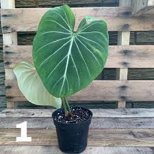 Philodendron Gloriosum Live Plant Rare Aroid Plant Plants Philodendron Live Plants