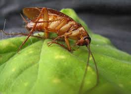The bug man llc has been an essential pest control service provider in murfreesboro, tn since 2001. Quality Pest Control In Murfreesboro Tennessee Thrive Pest
