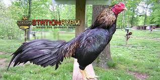 Bila Dinegaranya Myanmar Negeri Tanah Emas Adu Ayam Birma Ini Disebut Juga Dengan Ki Pama Jika Di Indonesia Disebut Dengan Adu Aya Ayam Ternak Ayam Bangkok