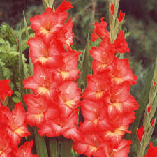 Achats en ligne à petits prix, accessoires auto, ordinateurs, électronique, mode & beauté, santé, jardin, jouets & article de sport, et articles de mariages, en provenance de chine, sur fr.aliexpress.com on aliexpress. Glaieul Nikita Vente En Ligne De Glaieuls Pour Le Jardin Meilland Richardier