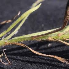 Image result for Nicolasia nitens