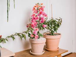 Check spelling or type a new query. Bougainvillea Indoor Plant Care Growing Guide