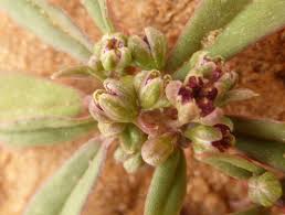 Image result for Gisekiaceae