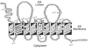 Scoprii il valore delle 50 lire vulcano, delle 50 lire italia turrita, delle 50 lire 1954, 1955 etc. The Catalytic Center Of Glucose 6 Phosphatase Journal Of Biological Chemistry