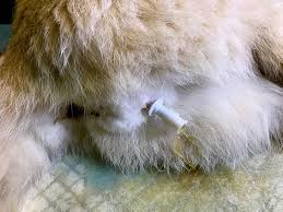 Complete blockage of the flow of urine out of the urethra is a very serious condition. Urethral Disorder In Cats