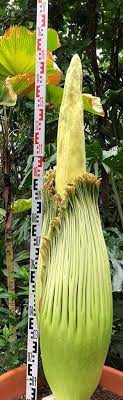 Die titanenwurz amorphophallus titanum ist eine auf sumatra heimische pflanzenart aus der familie der aronstabgewächse (araceae). David 2 0 Erneute Titanenwurz Blute Steht Kurz Bevor Aufregung Im Botanischen Garten Rombergpark Nordstadtblogger