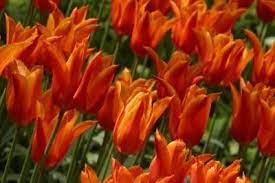 Characteristics Of Monocots Dicots Ehow Com Organic Vegetable Garden Tulips Propagating Plants