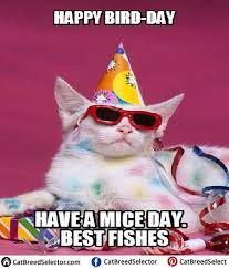 Happy Birthday Cat Meme 20 Best Birthday Cat Meme Funny Cat Memes Happy Birthday Cat Cat Birthday Memes