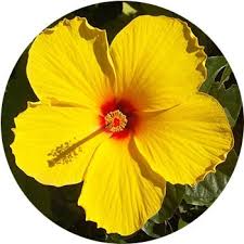 The beautiful language of flowers has been used throughout nowadays, yellow flowers are seen as bearers of good news, well wishes, and happiness. 33 Types Of Yellow Flowers Proflowers Blog