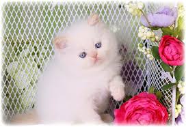 Dewormed three times mom is flame point and dad is blue point. Flame Point Doll Face Himalayan Kitten For Salepersian Himalayan Kittens For Sale In A Rainbow Of Colors In Business For 32 Years