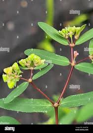 Image result for Euphorbia hyssopifolia