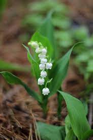 Maybe you would like to learn more about one of these? 15 Shade Loving Plants For Your Cutting Garden Lovenfresh