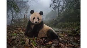 The phodographer volunteers pet photography at bideawee (as well as animal haven), in an effort to help more rescued animals find homes. The Photographers Changing The Way We See Animals Bbc Culture