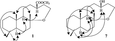 Image result for Tinnea antiscorbutica