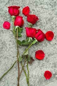 We did not find results for: Halaman Download Lima Gambar Fotografi Kelopak Bunga Mawar Merah Lima Lembut