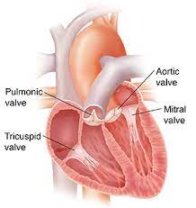 Several reasons might happen, and not all heart murmurs are equally dangerous or serious. Understanding A Heart Murmur Saint Luke S Health System