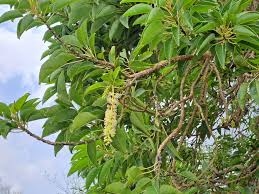 Image result for Lannea asymmetrica