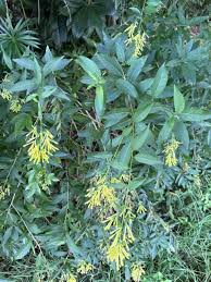 Image result for Cestrum parqui