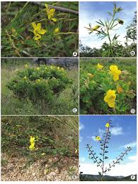 Image result for Chamaecrista paralias