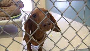 Blue chip farm in dallas, pa has pets available for adoption. Dallas Shelter Offering Free Dog And Cat Adoptions For July 4