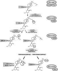 Cytochrome P450 Mediated Metabolism Of Vitamin D Journal Of Lipid Research