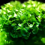 Image result for Lomariopsis