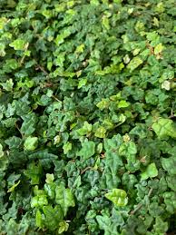 Image result for Ficus persicifolia