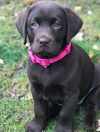 Find labrador retrievers for sale in cleveland on oodle classifieds. Fall In Labrador Love With Pictures Of Lab Puppies Black Chocolate And Yellow Labs Chocolate Lab Puppies Lab Puppy Lab Puppies