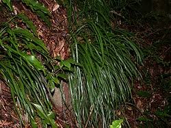 Image result for Vittaria reekmansii